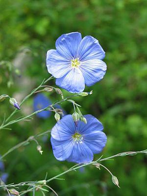 Blühender Flachs oder Lein