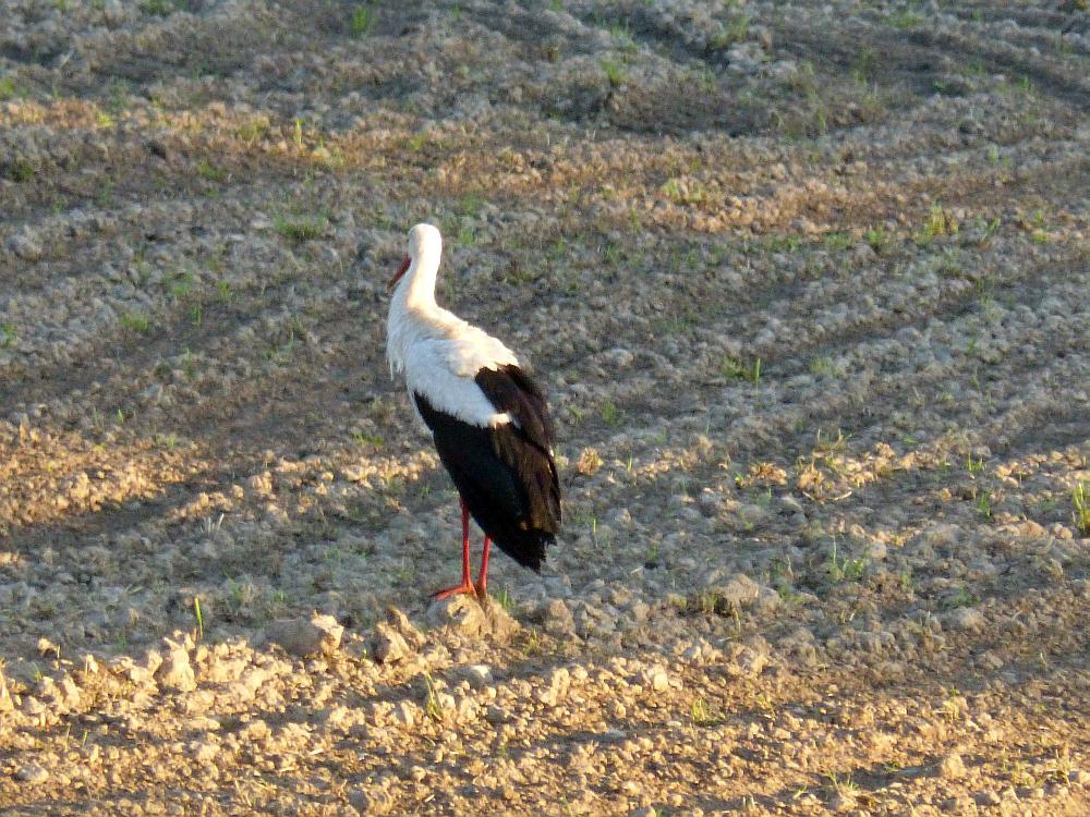 storch1