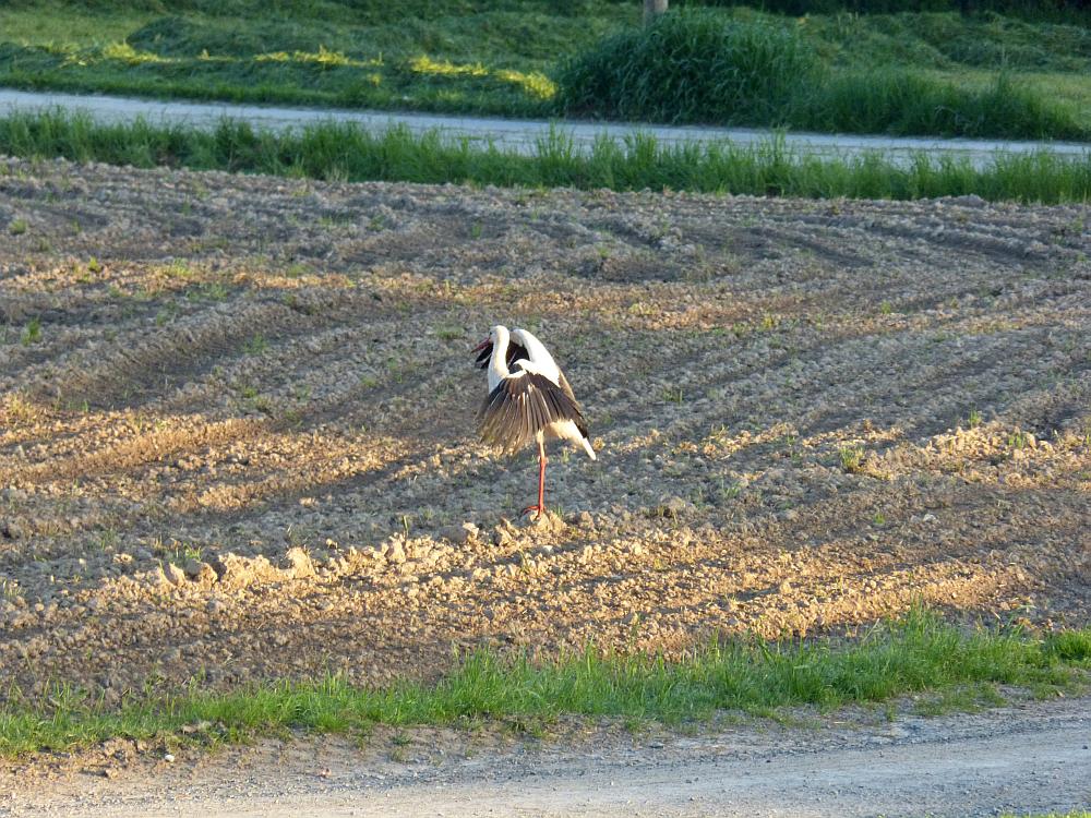 storch3