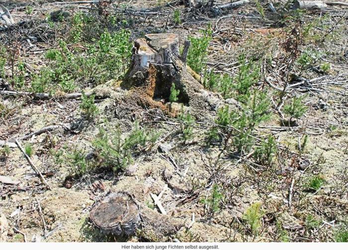 Der Wald hat jetzt großen Stress