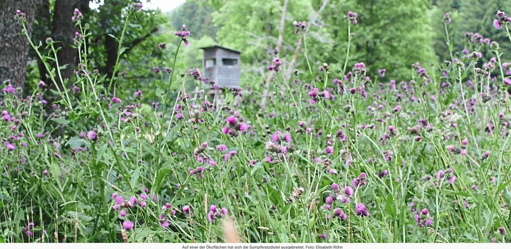 Mehr Biodiversität